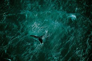 Cover Planet Ocean